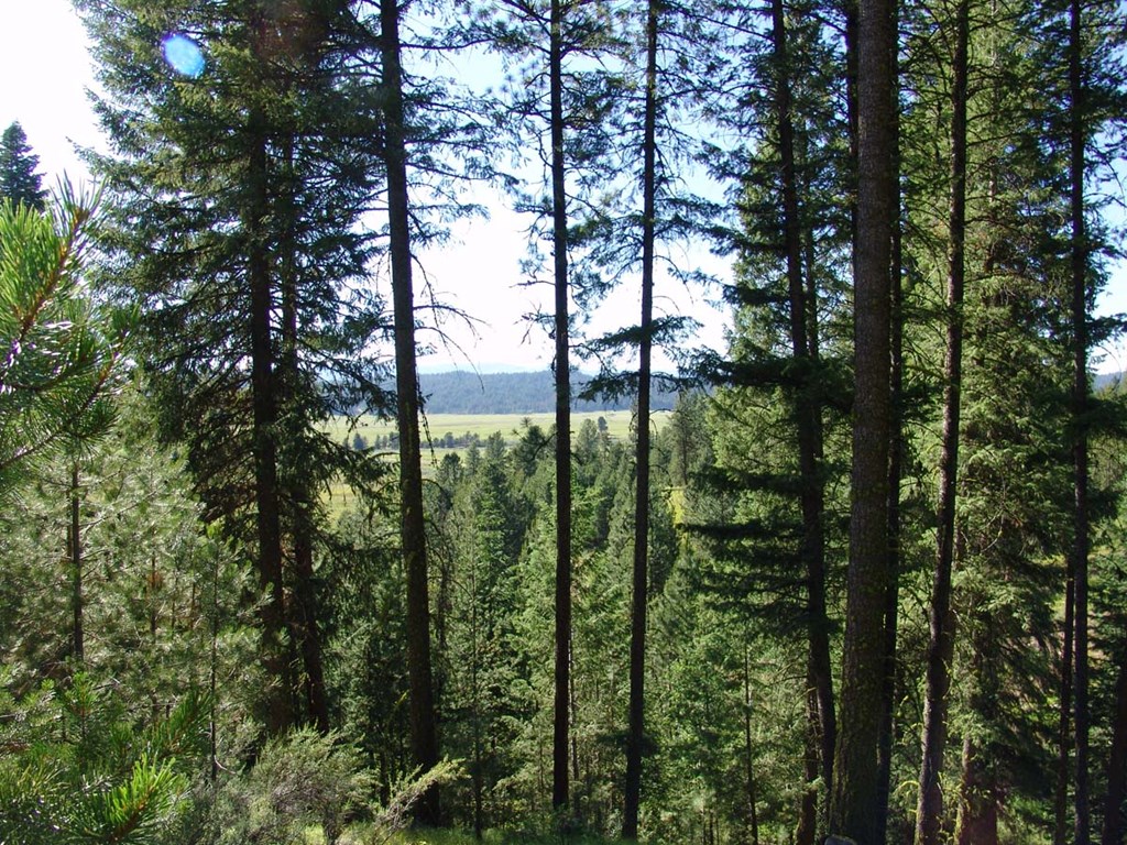 L1-b2 L1-b2 San Ignacio Way, Unit 1 Cascade, ID 83611 - Photo 10 of 13 Mature Evergreens