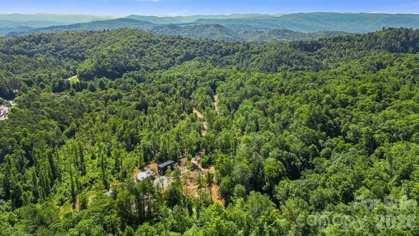 a view of a lush green forest with trees in the background