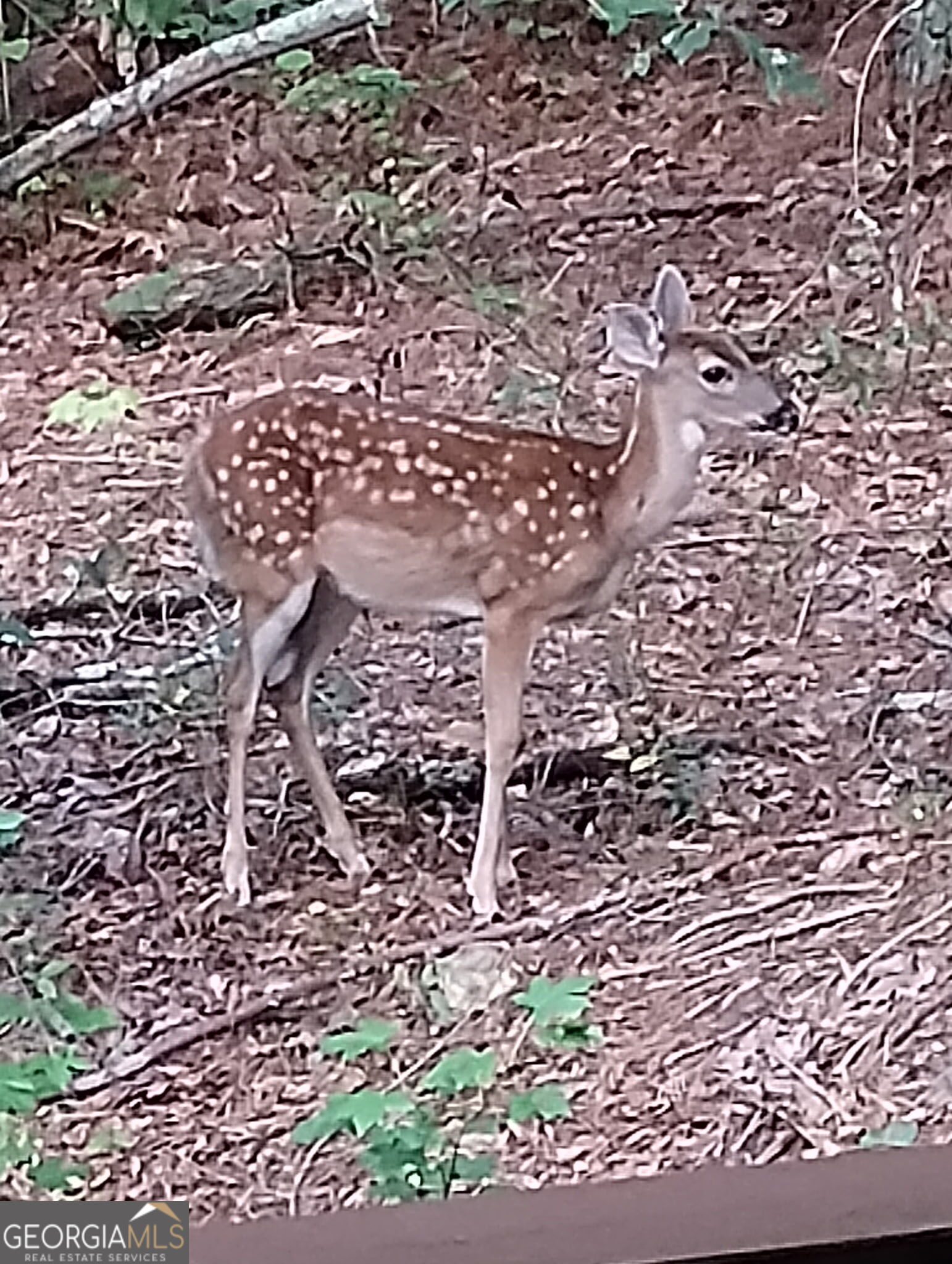 637 Wayside Road Rome, GA 30161 - Photo 38 of 40 a view of a pathway