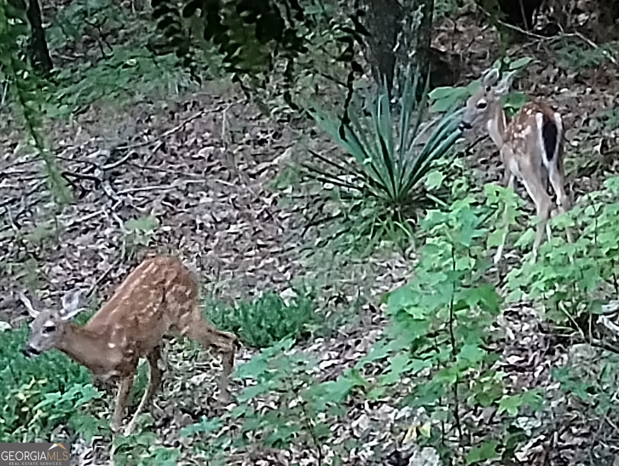 637 Wayside Road Rome, GA 30161 - Photo 39 of 40 an aerial view of a house with a plant