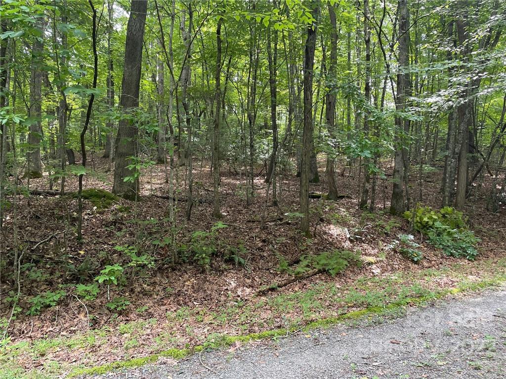 a view of a forest with trees
