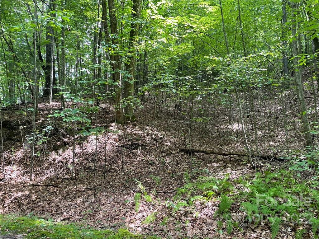 Lot P Ridgemont Road, Unit P19 Hendersonville, NC 28739 - Photo 6 of 9 a view of a yard with plants and large trees