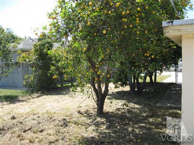 421 Acacia Road Santa Paula, CA 93060 - Photo 7 of 11 a view of yard covered with trees