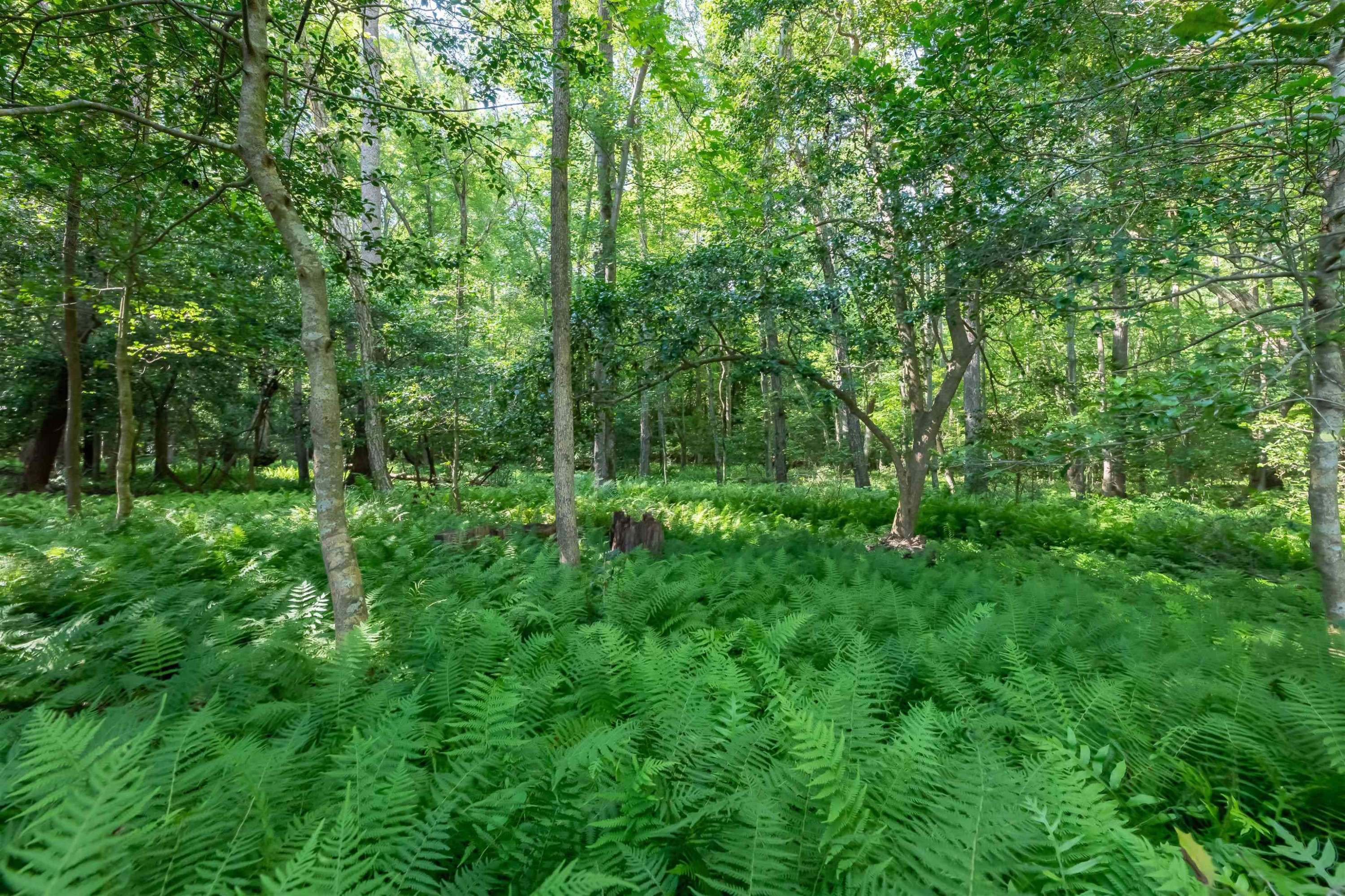 3537 Lavender Lane Wake Forest, NC 27587 - Photo 54 of 60 a view of outdoor space and yard