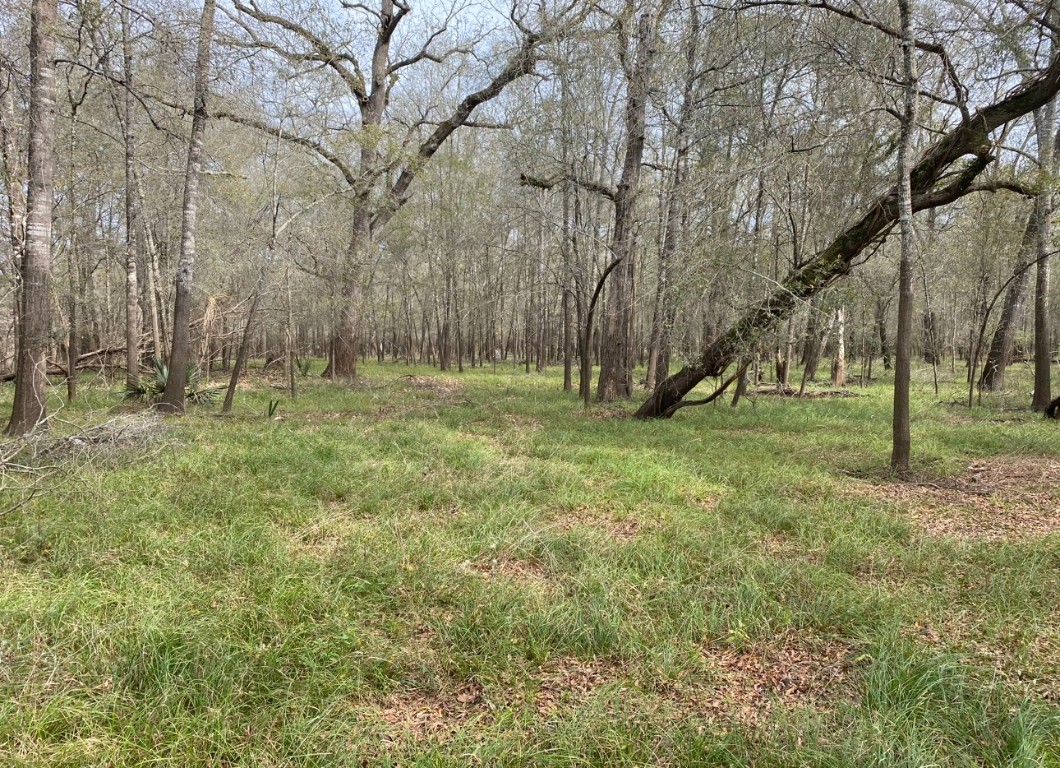 112 County Road 112 Centerville, TX 75833 - Photo 4 of 15 a view of a park that has large trees