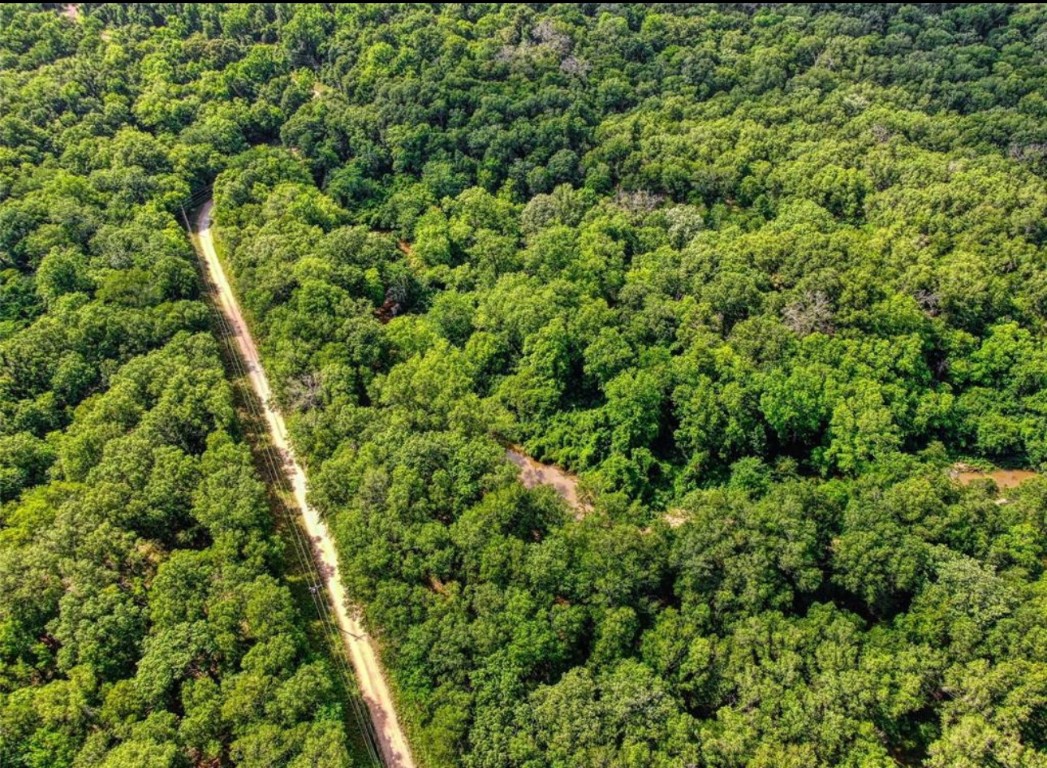 112 County Road 112 Centerville, TX 75833 - Photo 9 of 15 view of a lush green forest with lots of trees