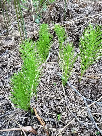 $35,950 | 29531 Little Bear Creek Road, Cedar Glen, CA 92321