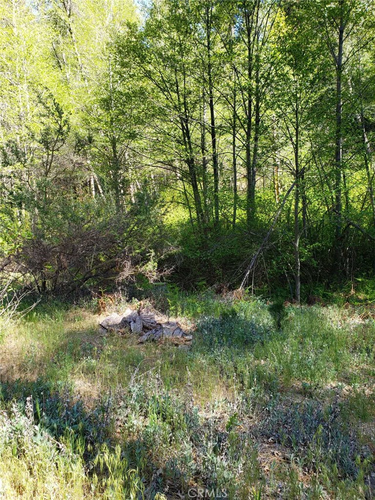 29531 Little Bear Creek Road Cedar Glen, CA 92321 - Photo 2 of 13 a backyard of a house with lots of green space and garden
