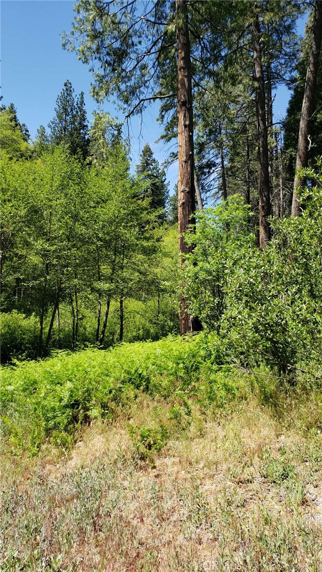 29531 Little Bear Creek Road Cedar Glen, CA 92321 - Photo 3 of 13 a view of a garden