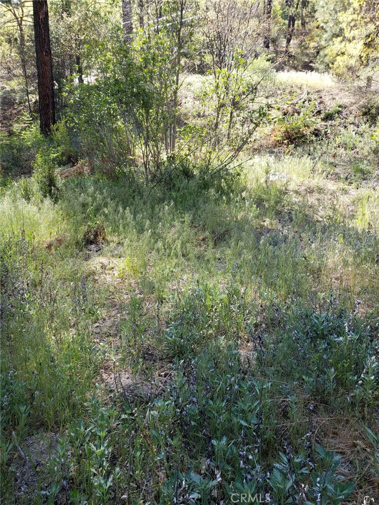 29531 Little Bear Creek Road Cedar Glen, CA 92321 - Photo 4 of 13 a view of a forest with lots of trees
