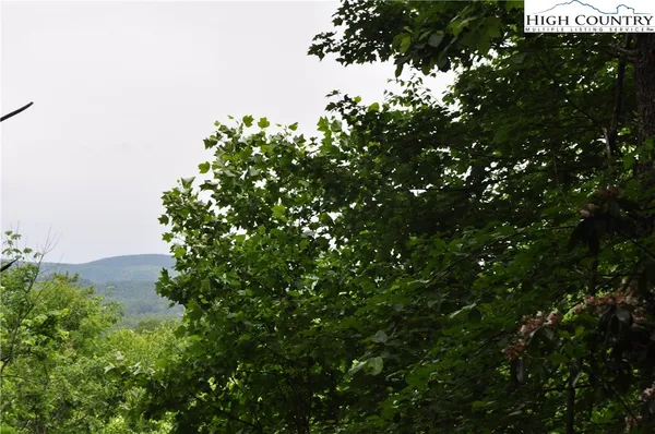 a picture of tree