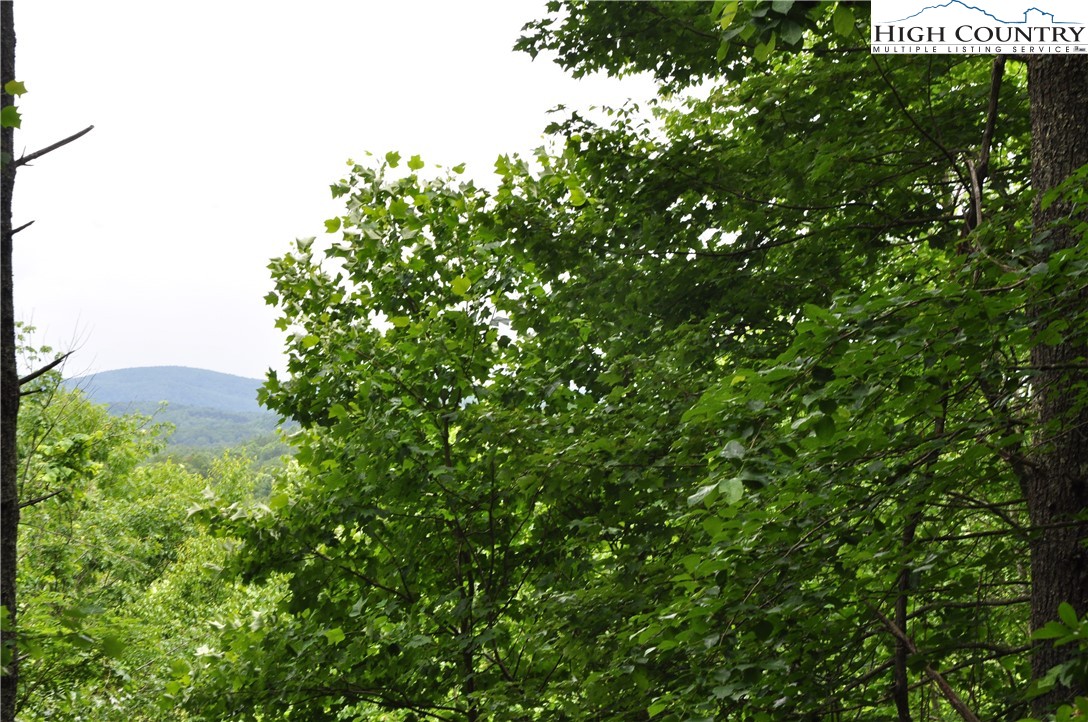 Lot 3 Sec 11 Talons Drive Boone, NC 28607 - Photo 11 of 18 a view of a tree