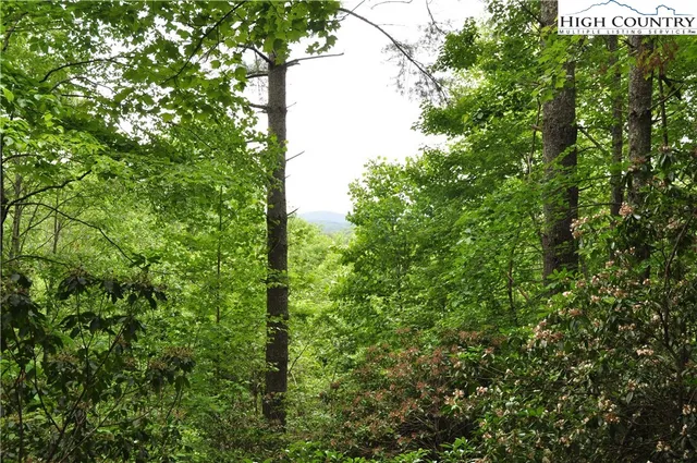 a view of a forest with trees in the background