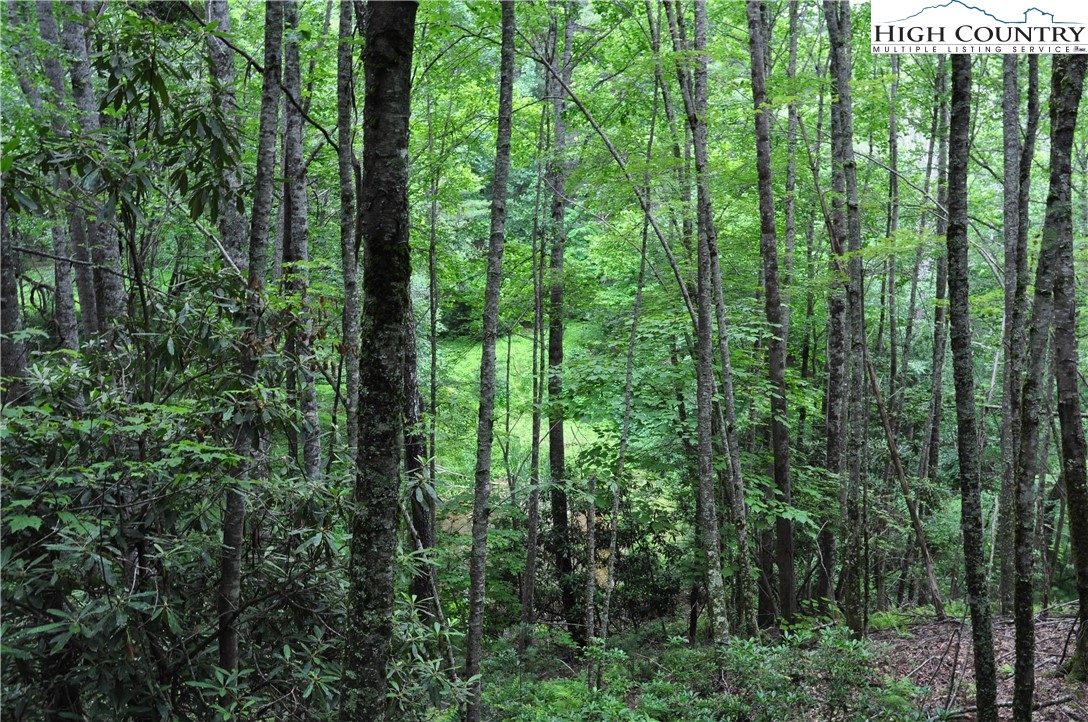 Lot 3 Sec 11 Talons Drive Boone, NC 28607 - Photo 14 of 18 a view of a forest