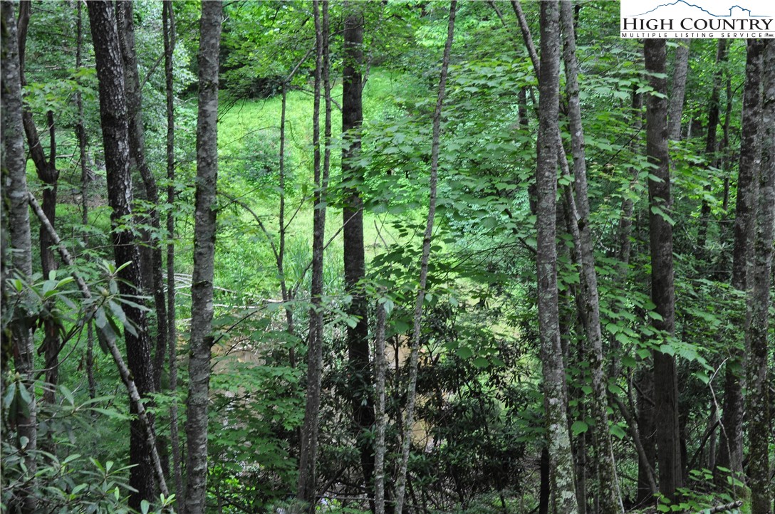 Lot 3 Sec 11 Talons Drive Boone, NC 28607 - Photo 15 of 18 a view of forest