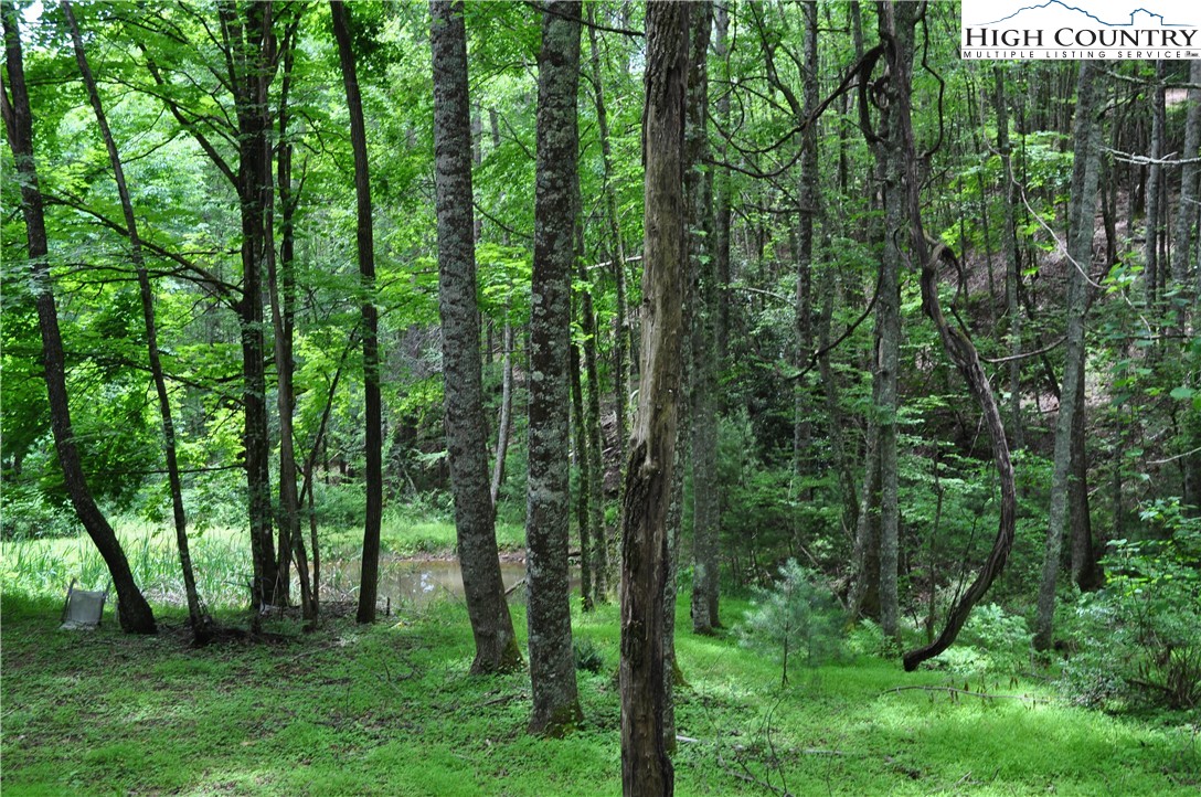 Lot 3 Sec 11 Talons Drive Boone, NC 28607 - Photo 17 of 18 a view of lush green forest