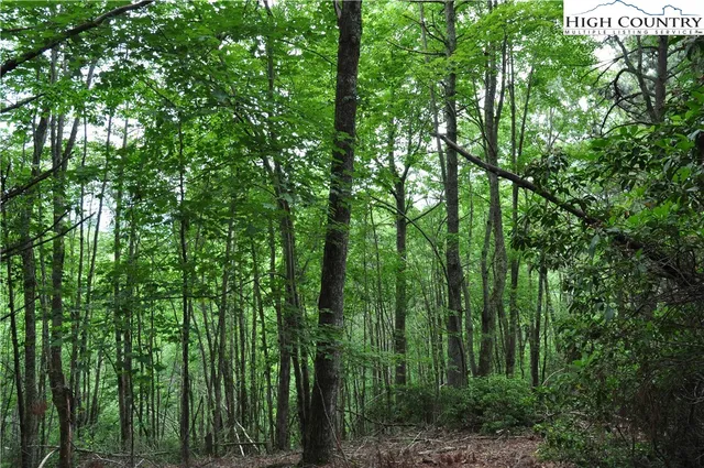 a view of a lush green forest