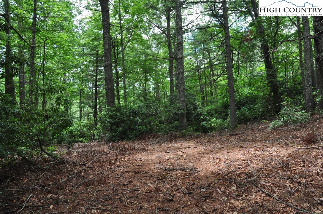Lot 3 Sec 11 Talons Drive Boone, NC 28607 - Photo 6 of 18 a view of a forest with trees in the background