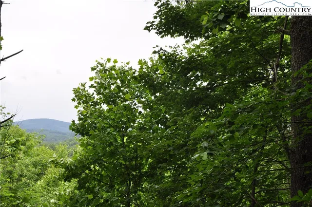 a view of a tree in a garden