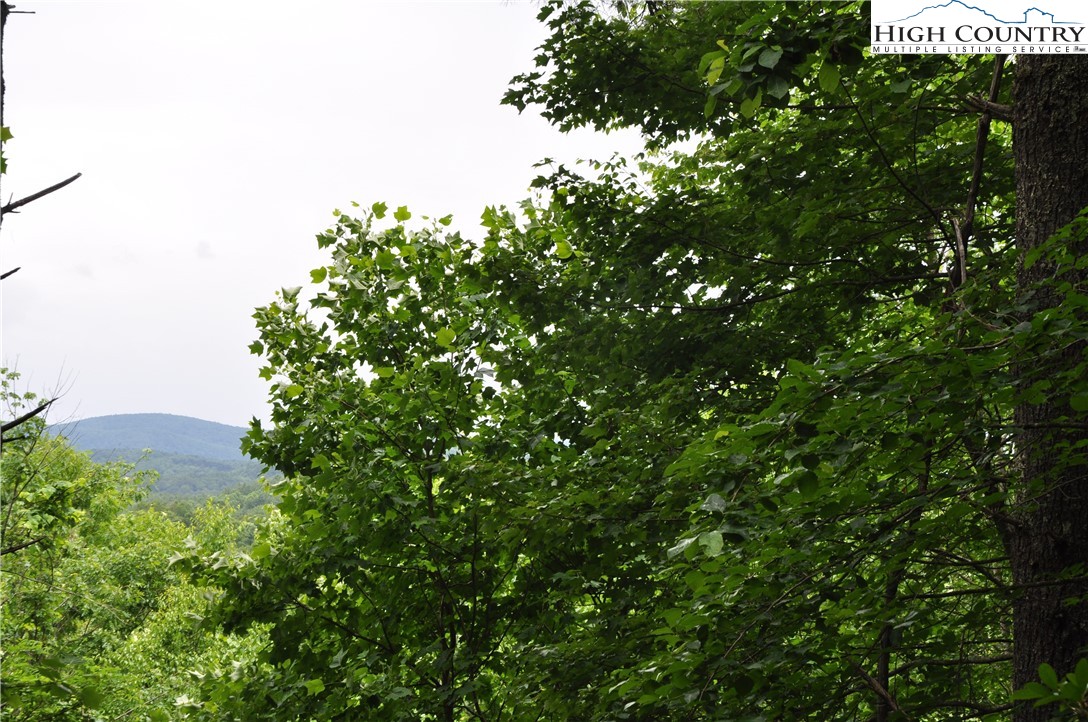 Lot 3 Sec 11 Talons Drive Boone, NC 28607 - Photo 7 of 18 a view of a tree