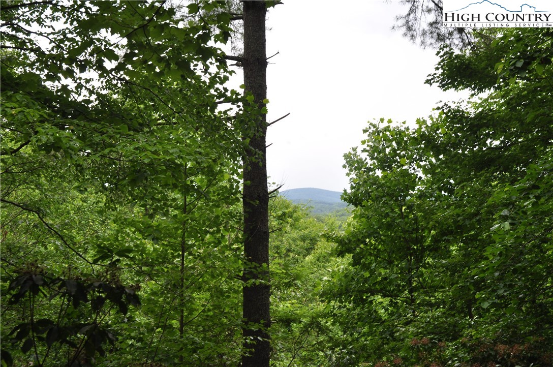 Lot 3 Sec 11 Talons Drive Boone, NC 28607 - Photo 8 of 18 a view of a tree in a garden