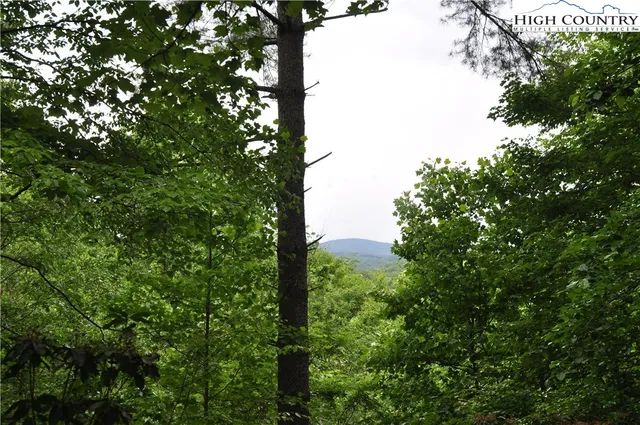 a view of a lush green forest with lots of trees