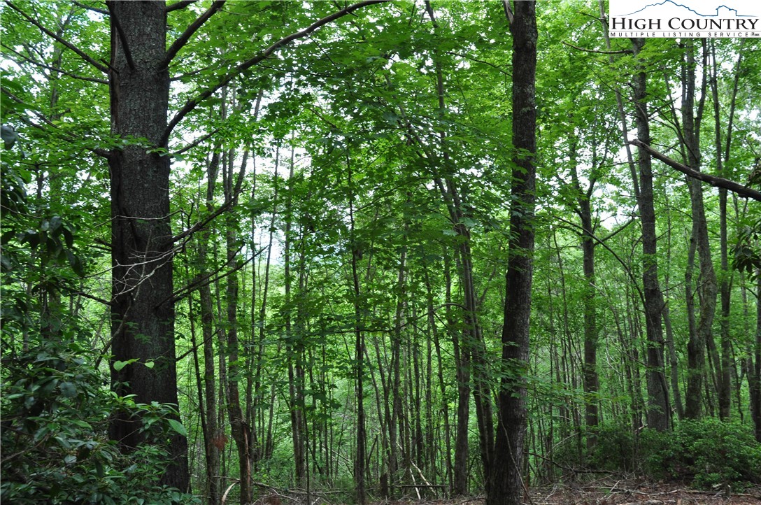 Lot 3 Sec 11 Talons Drive Boone, NC 28607 - Photo 10 of 18 a view of a lush green forest with lots of trees