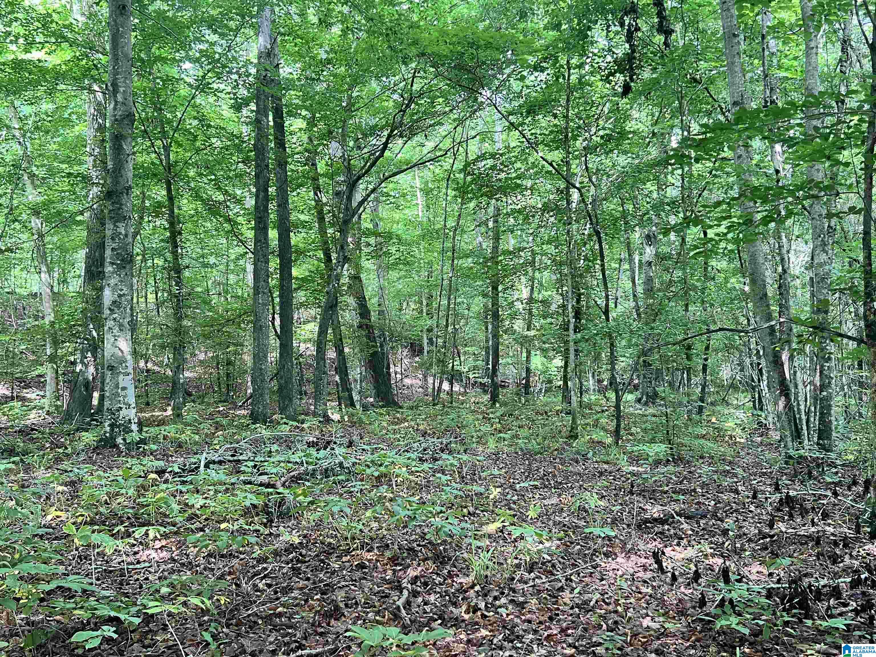 930 Anniston Beach Road Anniston, AL 36206 - Photo 17 of 23