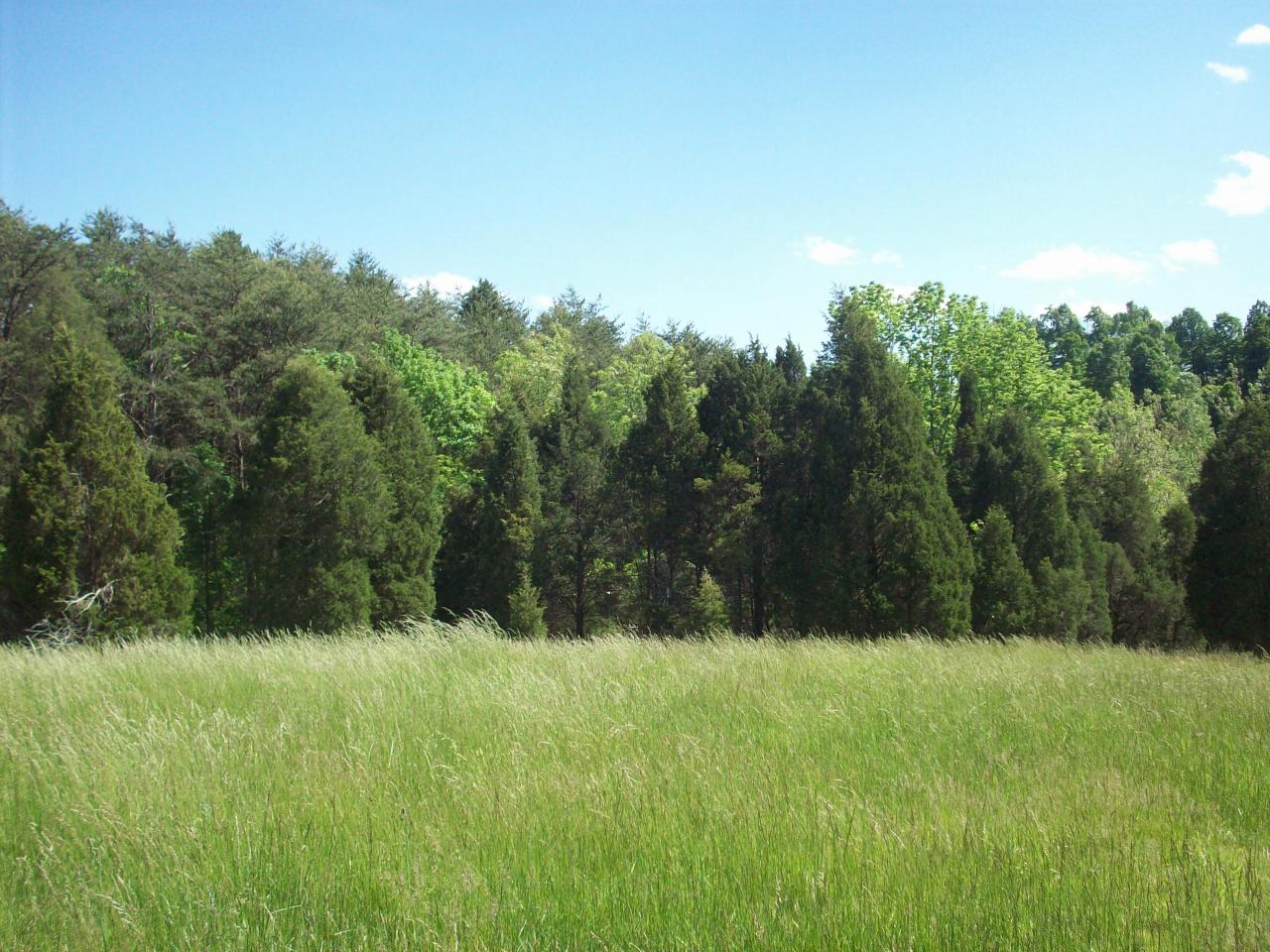 0 Roy Road Troutville, VA 24175 - Photo 6 of 6 treeline on property