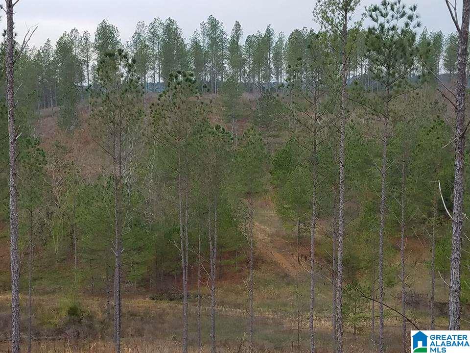 1 Sunview Road, Unit 1 Warrior, AL 35180 - Photo 3 of 12