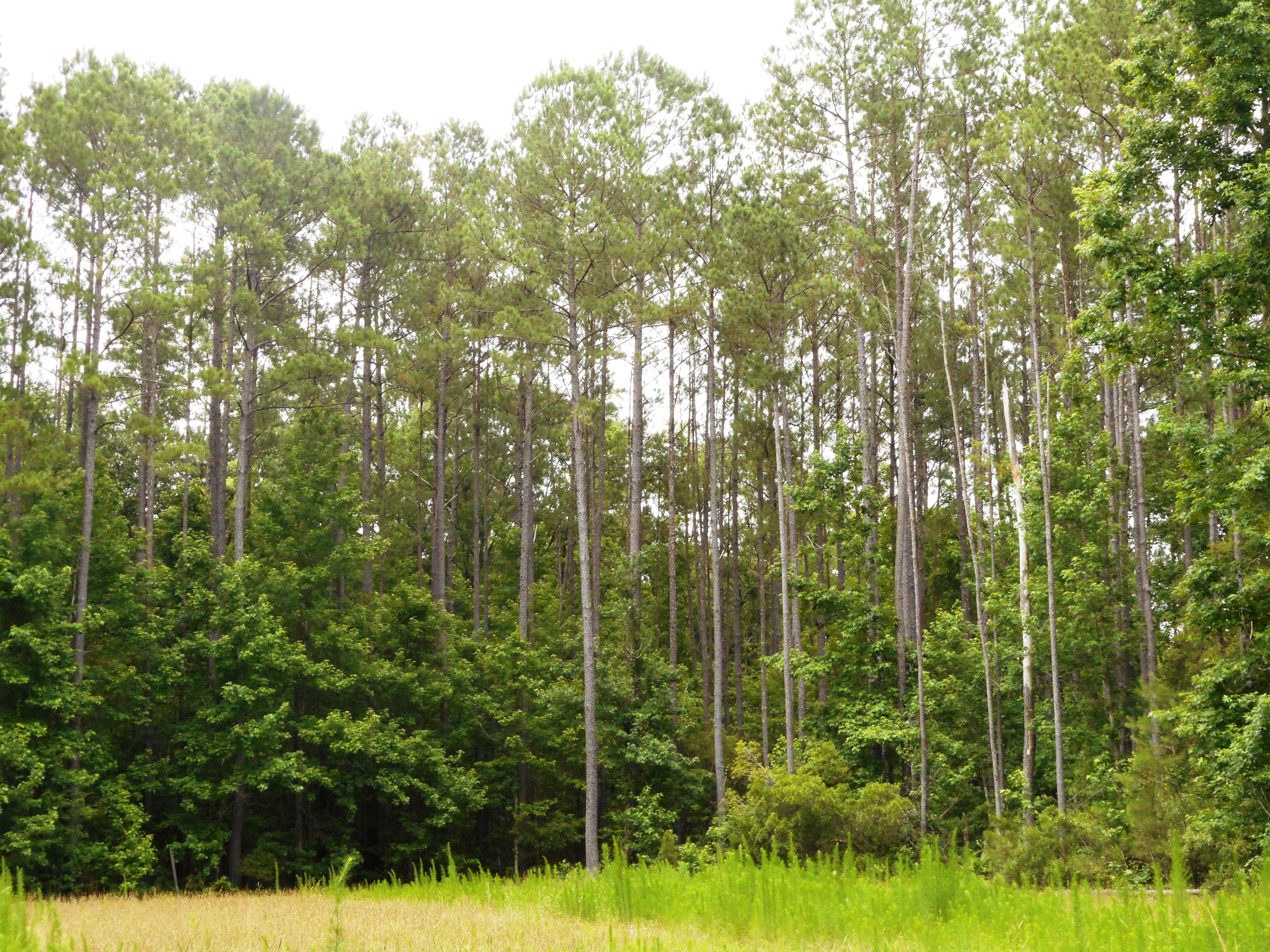 2825 Cross Swamp Road Islandton, SC 29929 - Photo 9 of 9 DSCN1882