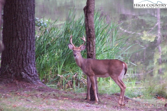 Bear Paw Road Deep Gap, NC 28618 - Photo 28 of 47 a view of a backyard with plants