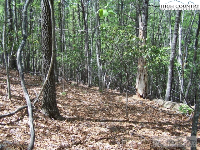 Bear Paw Road Deep Gap, NC 28618 - Photo 32 of 47 a view of outdoor space and trees