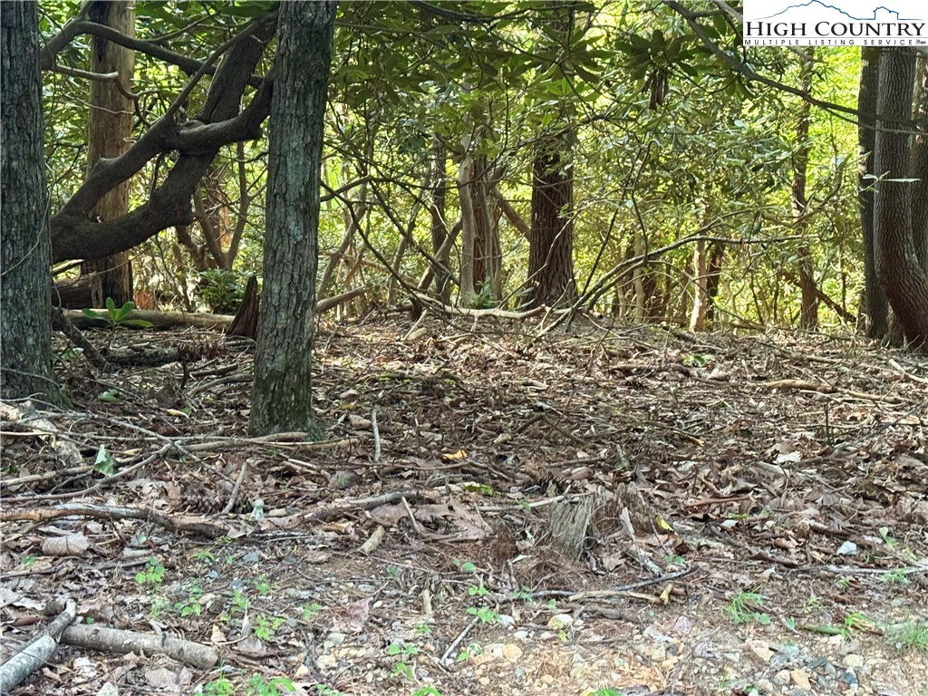 Bear Paw Road Deep Gap, NC 28618 - Photo 7 of 47 a view of a forest filled with trees