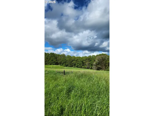a view of a yard with plants and a bench