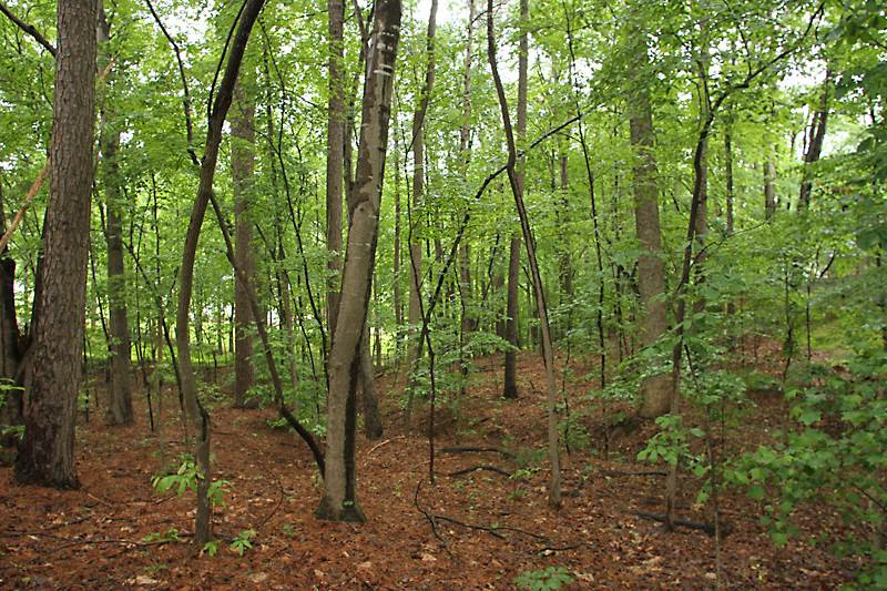 12301 Staunton Court Raleigh, NC 27613 - Photo 25 of 25 Wooded area provide privacy from neighbors to the side. Wooded Area