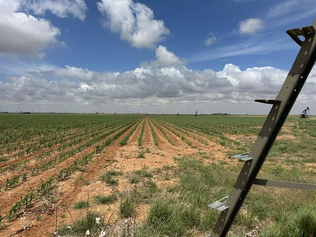 Cheyenne Road Levelland, TX 79336 - Photo 10 of 13 IMG_0050