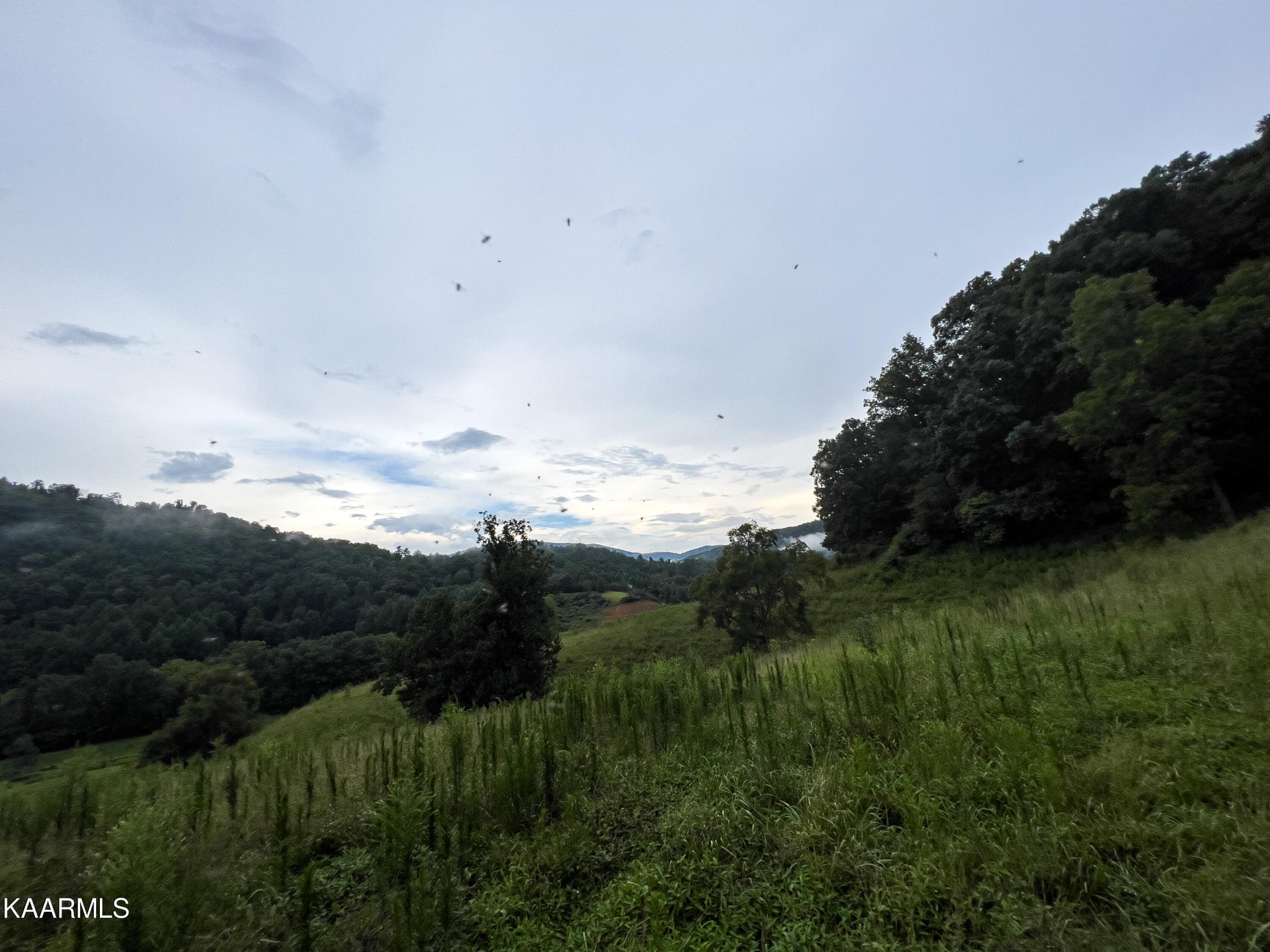 905 Blue Mill Road Del Rio, TN 37727 - Photo 33 of 40
