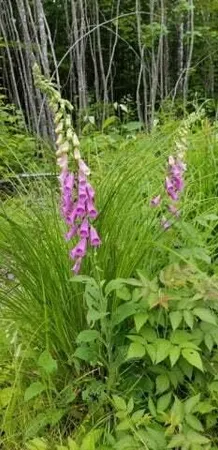 $68,500 | Lot 8 Winter Hill Lane, Monson, ME 04464