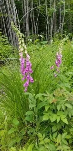 $68,500 | Lot 8 Winter Hill Lane, Monson, ME 04464