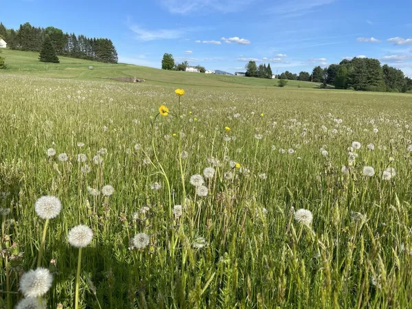 $95,000 | 0 L L Brown Drive, East Montpelier, VT 05651