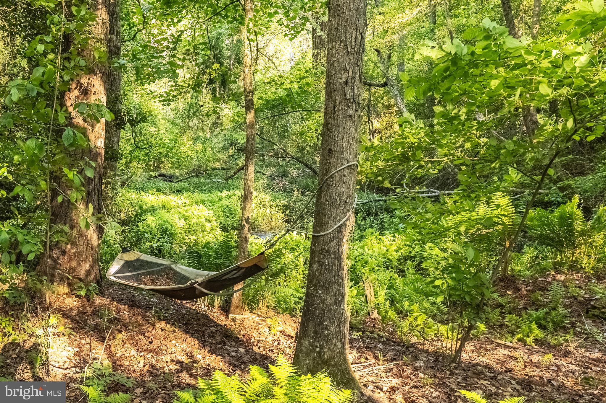 6181 Rockawalkin Road Salisbury, MD 21801 - Photo 62 of 65 a view of a forest
