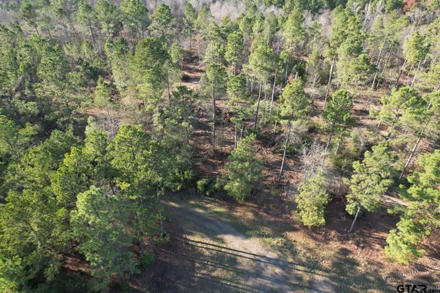 a view of a forest with a tree