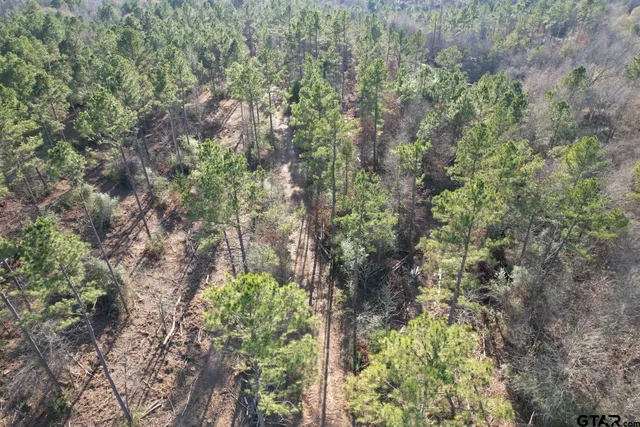 a plant that is in middle of garden