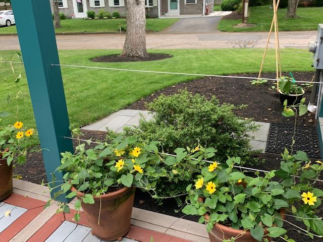 58 Pram Road Hyannis, MA 02601 - Photo 9 of 9 a view of a garden with a fountain