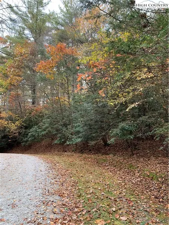 a view of a yard with trees