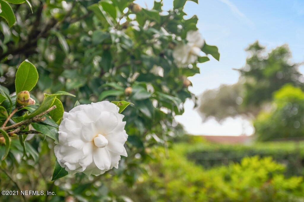 5434 Sanders Road Jacksonville, FL 32277 - Photo 24 of 31 Camellia on Propety