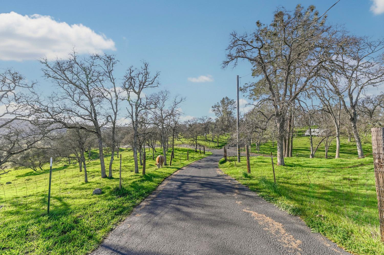 3653 Chuckwagon Drive Copperopolis, CA 95228 - Photo 49 of 73 a view of a park with large trees