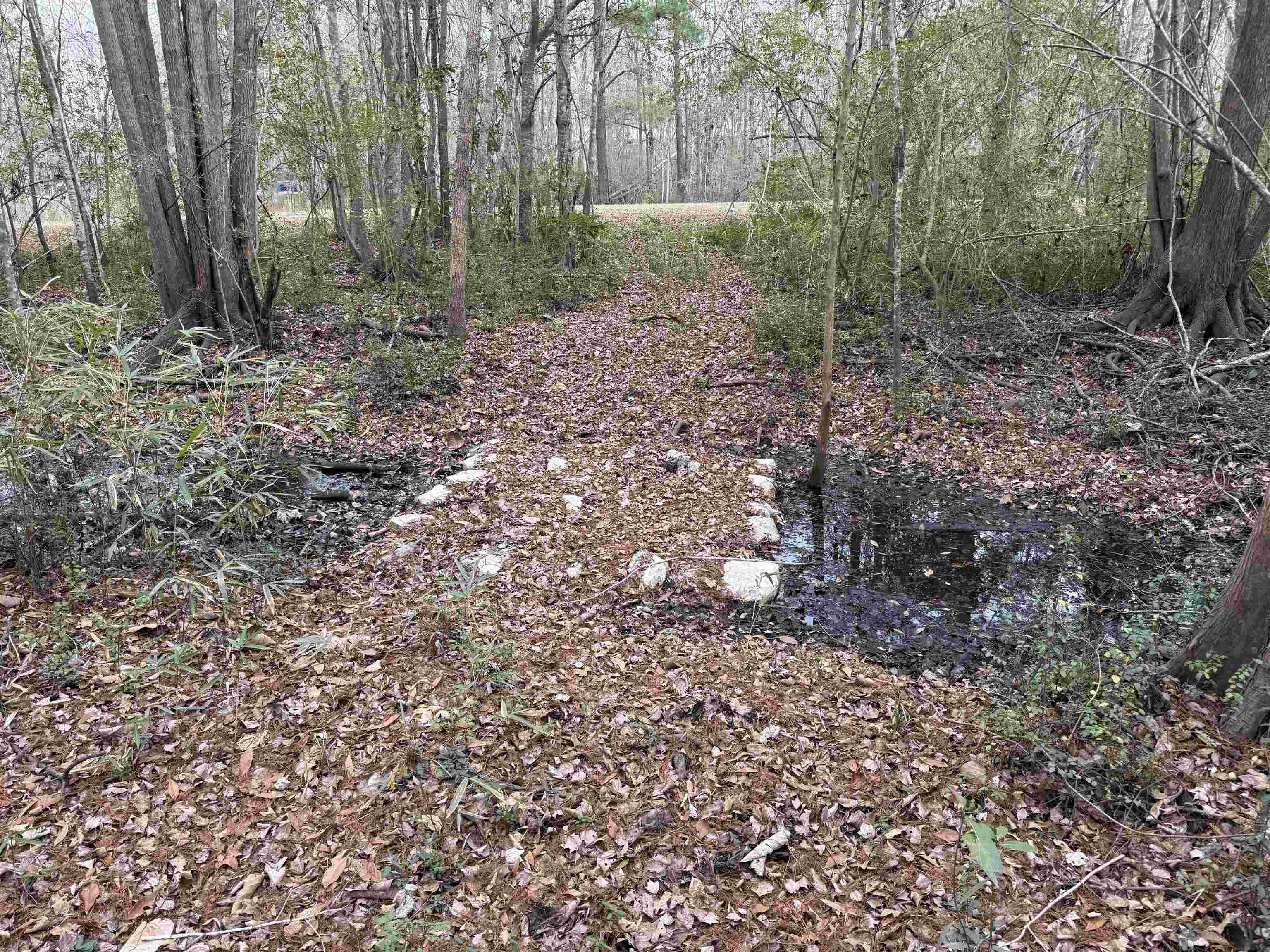 191 Carlisle Way Myrtle Beach, SC 29579 - Photo 38 of 40 Their is a semi cleared path that leads to the creek view on the back side of the property. (Please walk at your own risk)