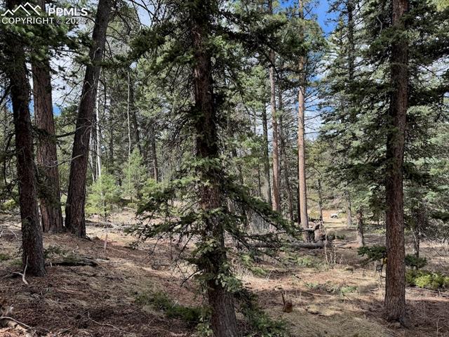 472 Pinewood Road Florissant, CO 80816 - Photo 5 of 7 View of landscape with a view of trees